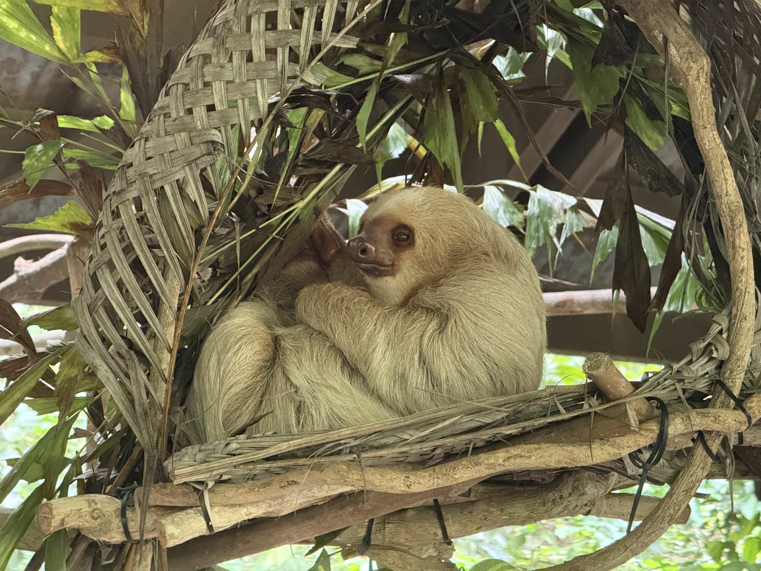 🕒 Managing Jetlag: My Personal Strategy for Short Business Trips – What ... - Or Short Business Trips
